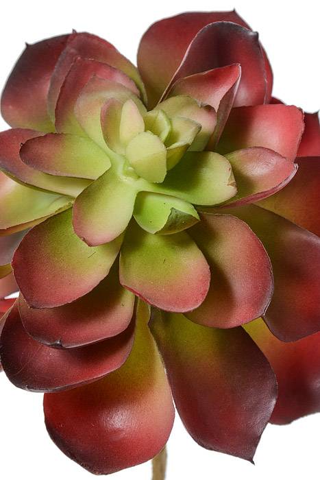 6" Echeveria Pick Burgundy