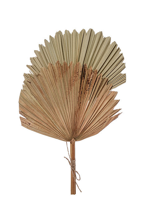 15.35" Fan Palm Leaf Bundle Cream