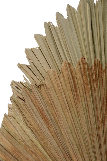 15.35" Fan Palm Leaf Bundle Cream