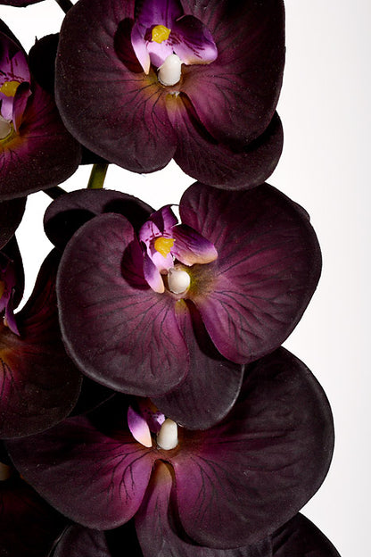 39.5" Silk Phalaenopsis Spray Plum