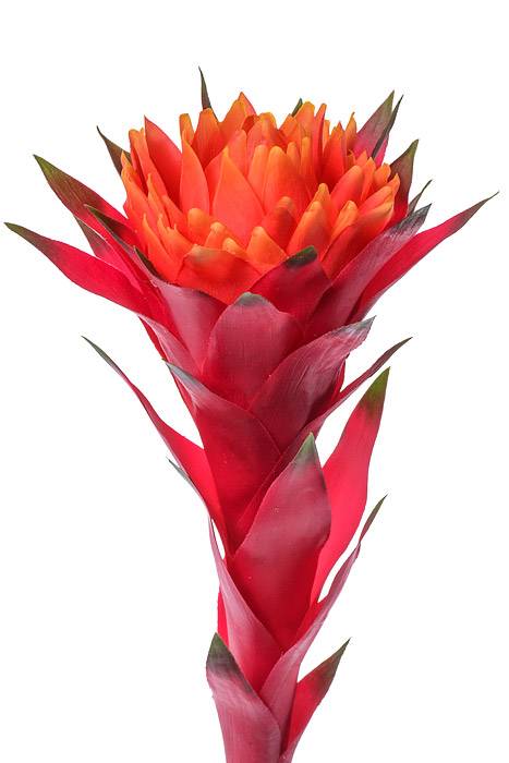 37" African Bromeliad Spray Flame Red
