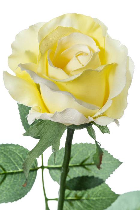 26" Half Open Rose Spray Soft Yellow Pkg/12