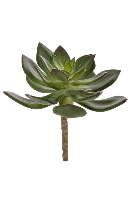 6" Echeveria Pick Green