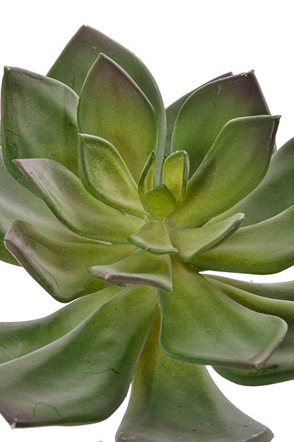 6" Echeveria Pick Green