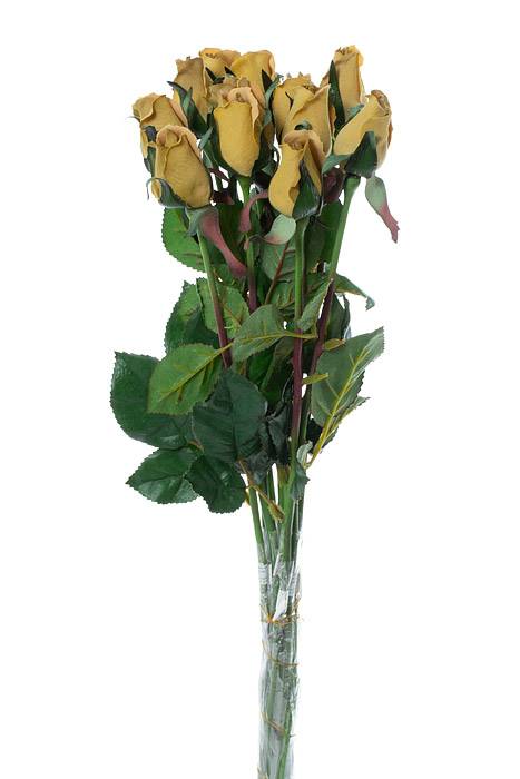 23" Planters Rose Bud Saffron Pkg/12