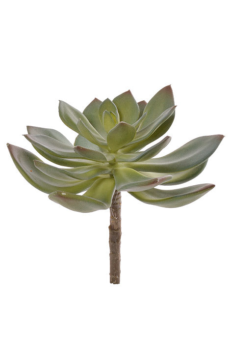 6" Echeveria Pick Green/Gray
