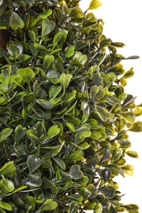 4 FT Pond Boxwood Spiral Topiary In Pot Green