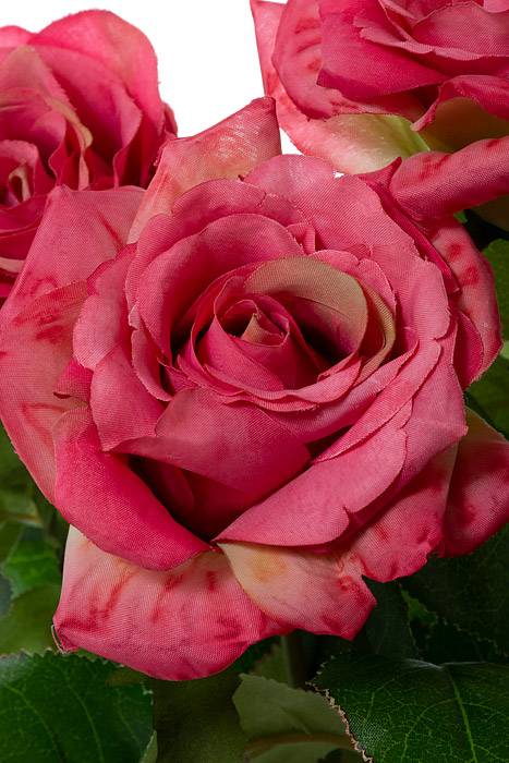 21.5" Confetti Rose Bush X7 Rose