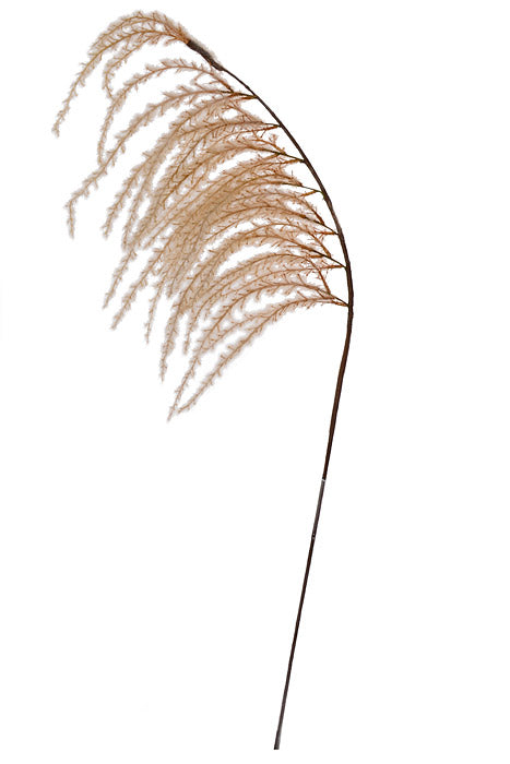 42" Trailing Pampas Grass Spray Light Brown