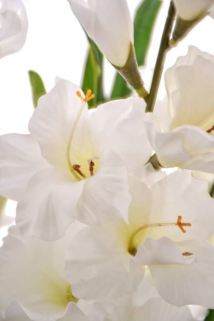 29" Satin Gladiolus Bush White