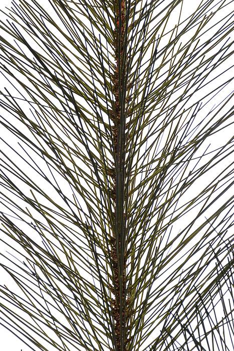 30" Sugar Pine Pick Green