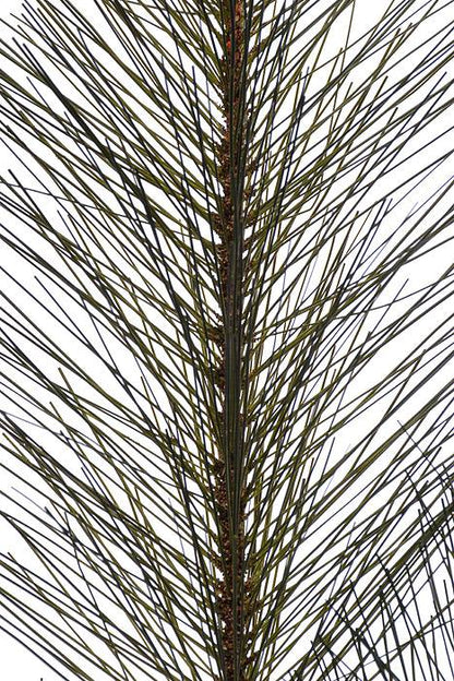 30" Sugar Pine Pick Green