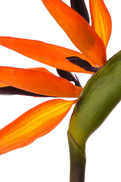 33" Bird Of Paradise Spray Orange