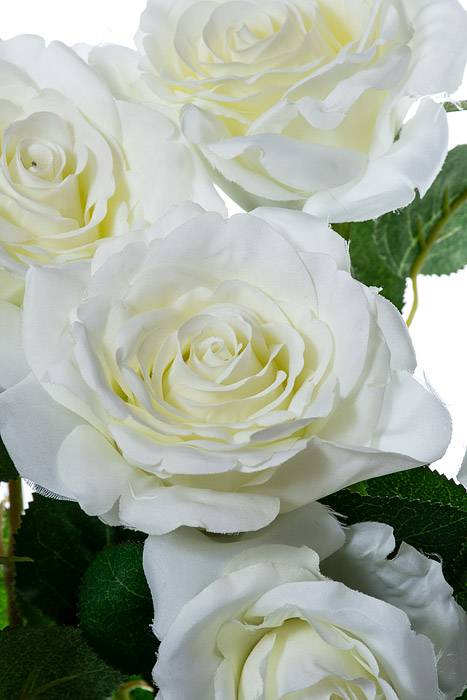 21.5" Conf.rose Bush X7 Cream