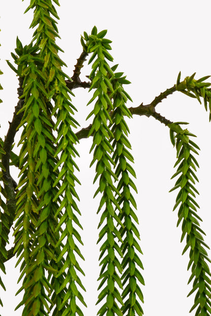 49" Hanging Willow Spray Green