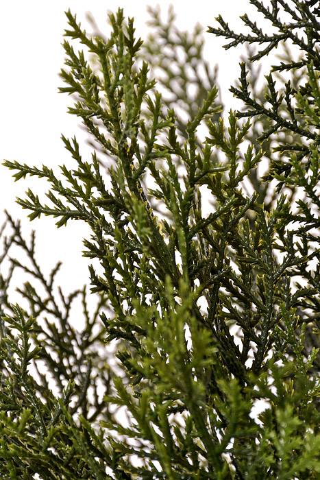 45" Cedar Topiary in a Pot Green