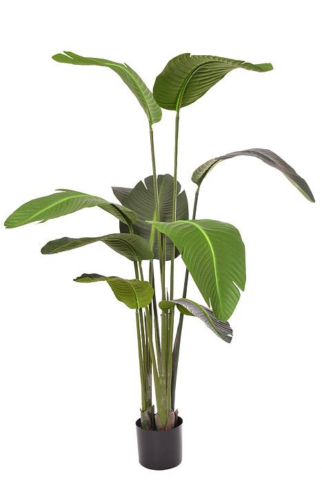 60" Bird Of Paradise Plant Green