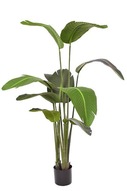 60" Bird Of Paradise Plant Green