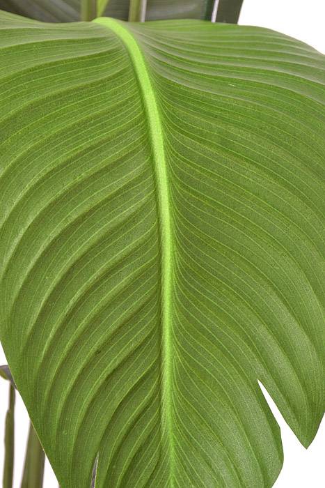 60" Bird Of Paradise Plant Green