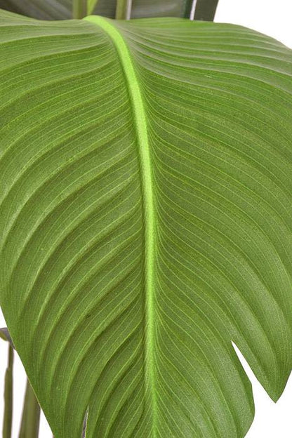 60" Bird Of Paradise Plant Green
