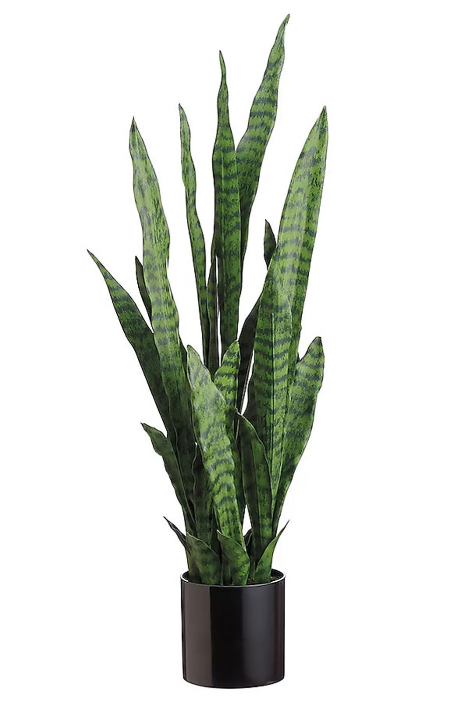 36" Sansevieria In Black Pot Green Two Tone