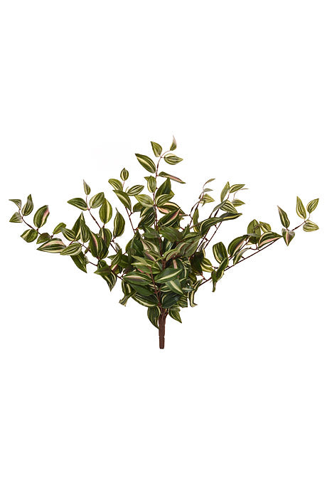 22.5&quot; Wander Jew High Bush Green/Cream