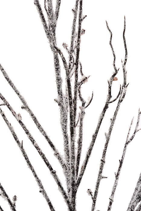 38" Snow Branch White/Natural