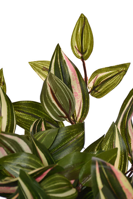 12&quot; Medium Wandering Jew High Bush Green/Cream