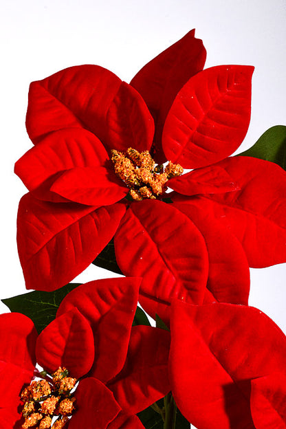 31" Velvet Poinsettia Spray Red