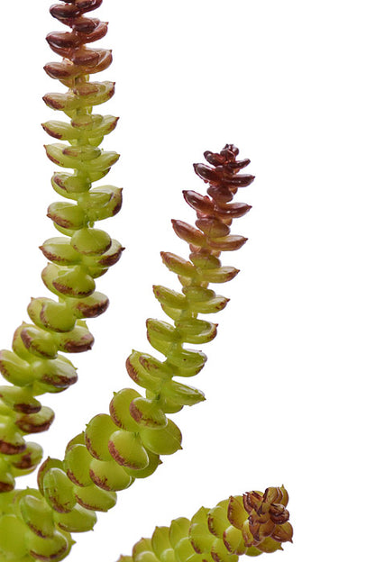 14" Crassula Green
