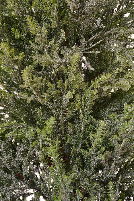 53" Potted Frost Spruce Tree Frosted/Green