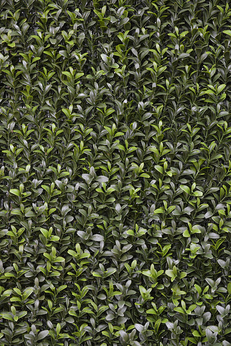 33" X 8" X 39" Boxwood Hedge Two Tones Green