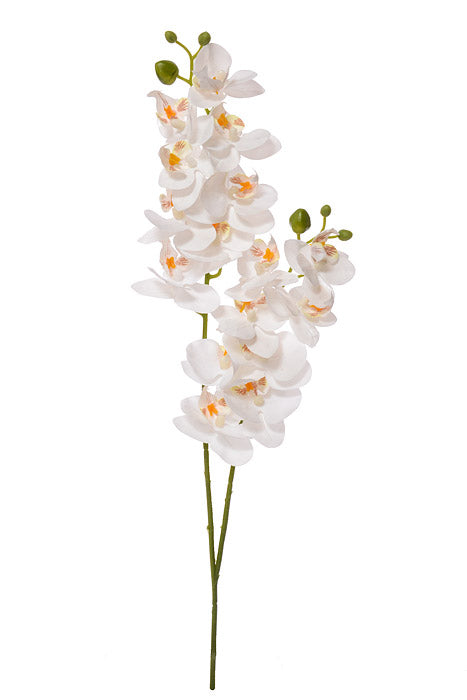22" Silk Phalaenopsis White
