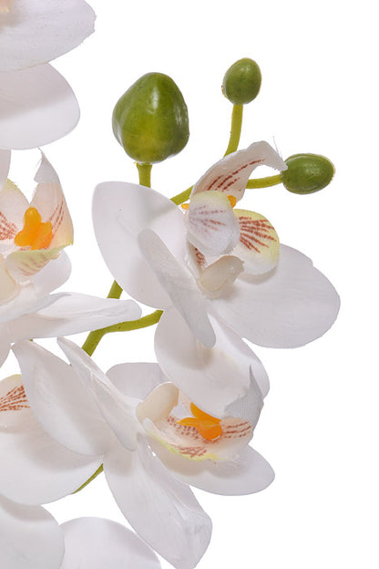 22" Silk Phalaenopsis White