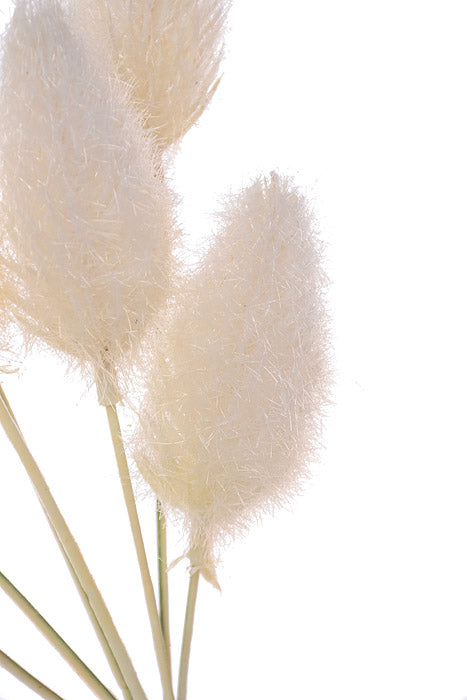 27" Foxtail Spray Cream