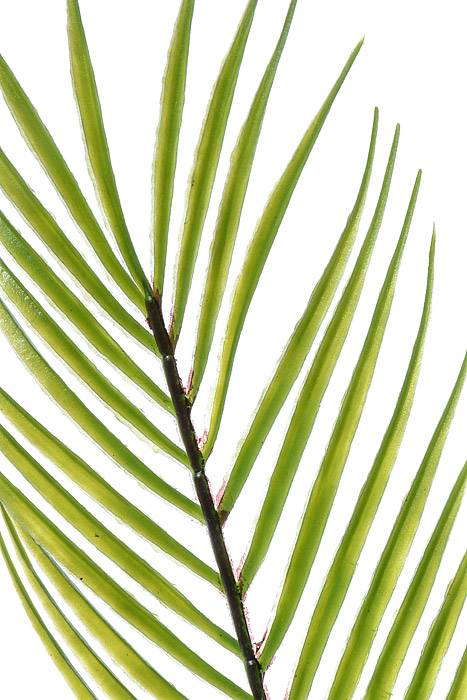 33" Palm Spray Green