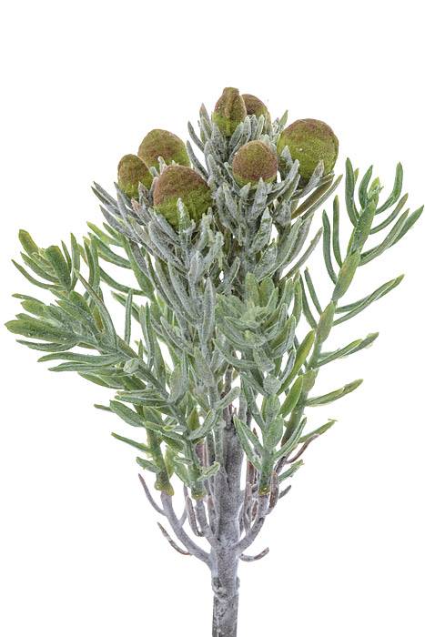 7" Succulent Pick Green/frost