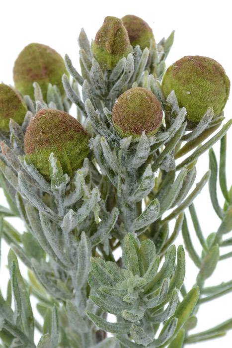 7" Succulent Pick Green/frost