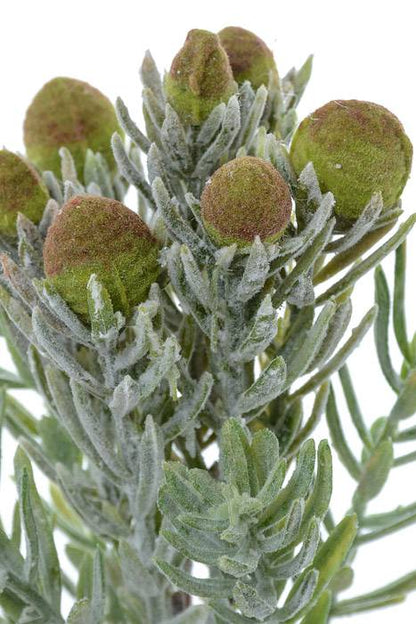 7" Succulent Pick Green/frost