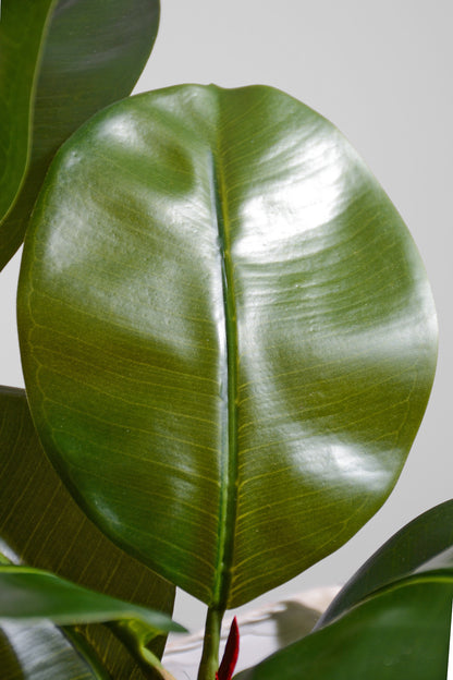 57" Magnolia Leaf Spray Green