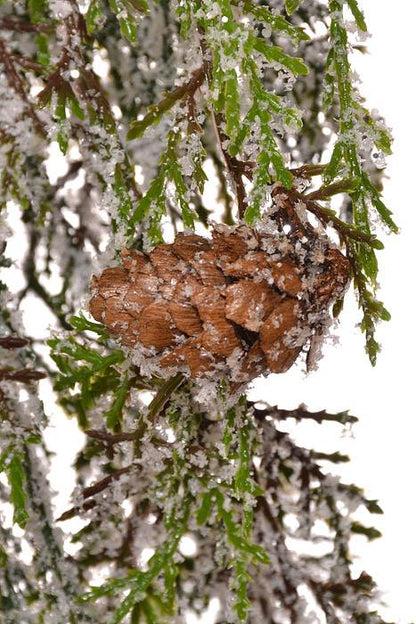 6ft Cedar Garland Cascade Iced Green