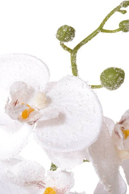 34" Phalaenopsis Snow Spray White