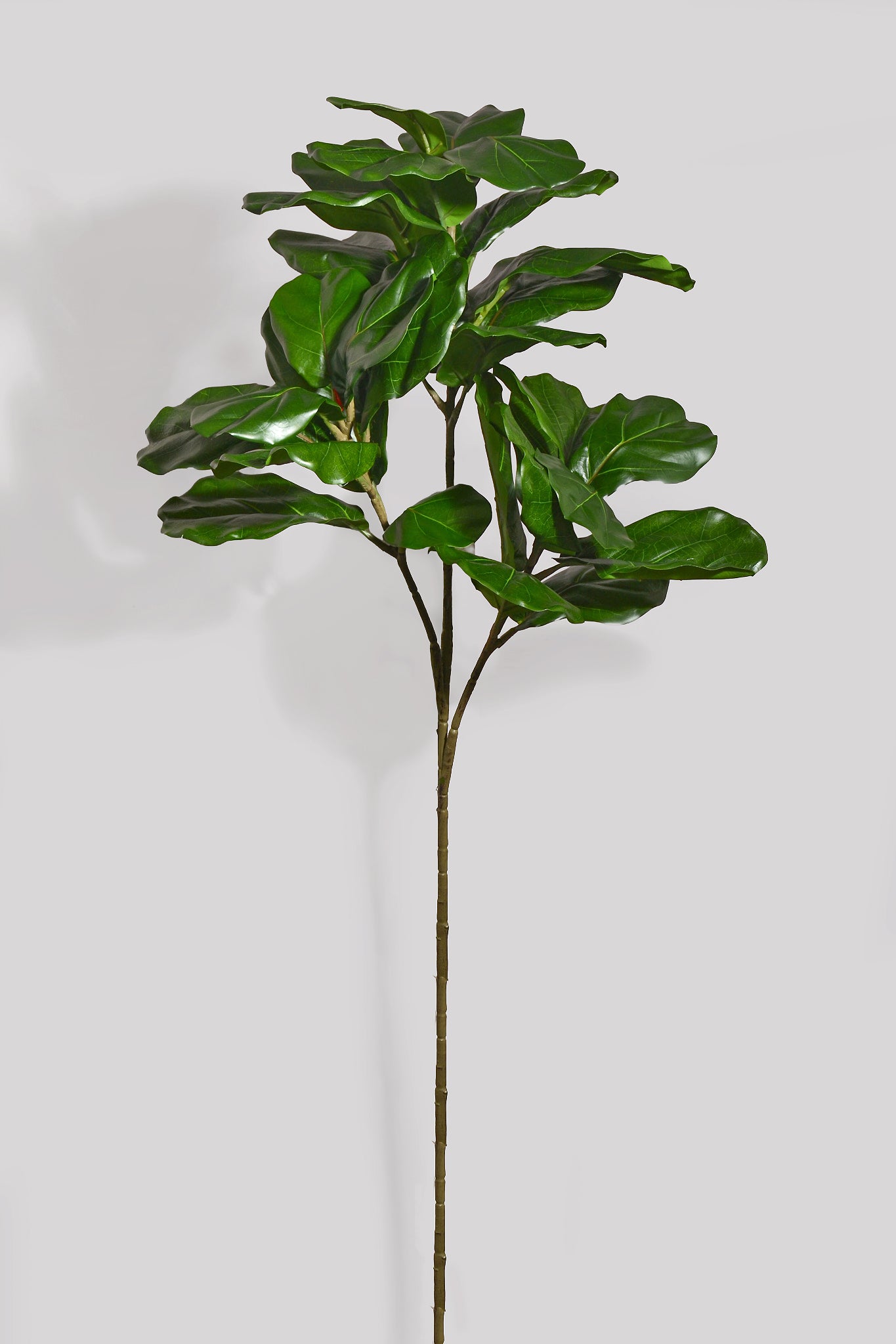 56“ Fiddle Leaf Branch Green