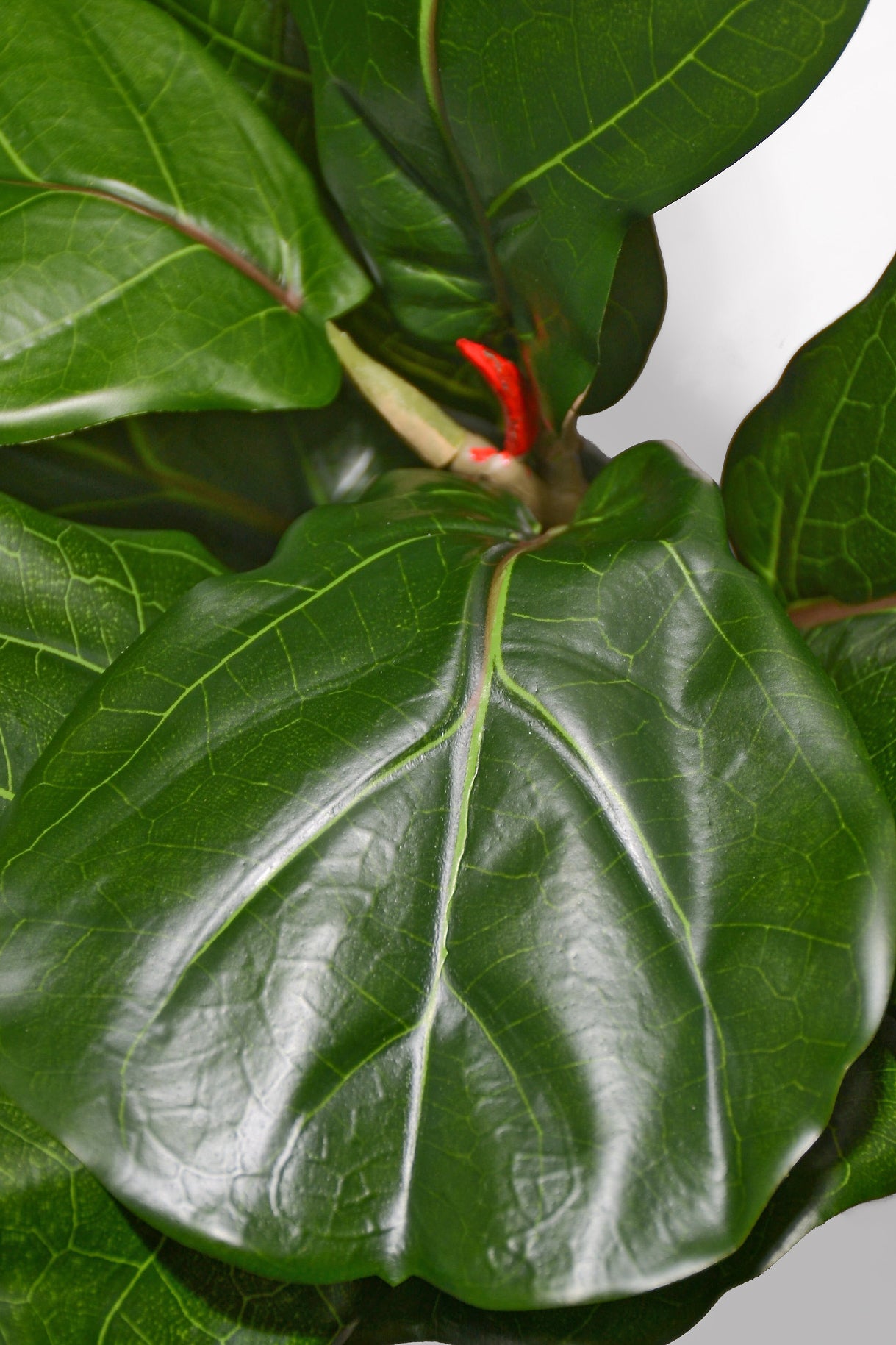 56“ Fiddle Leaf Branch Green