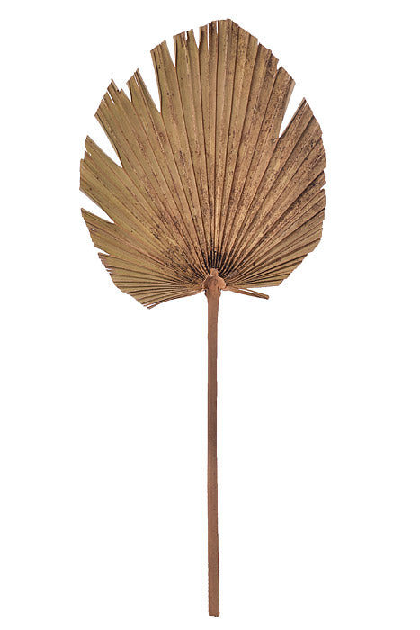 24.75" Dried Palm Leaf Natural Pkg/5
