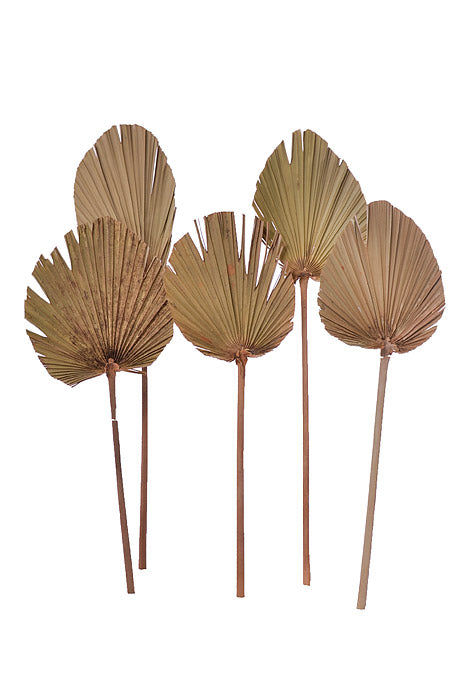 24.75" Dried Palm Leaf Natural Pkg/5
