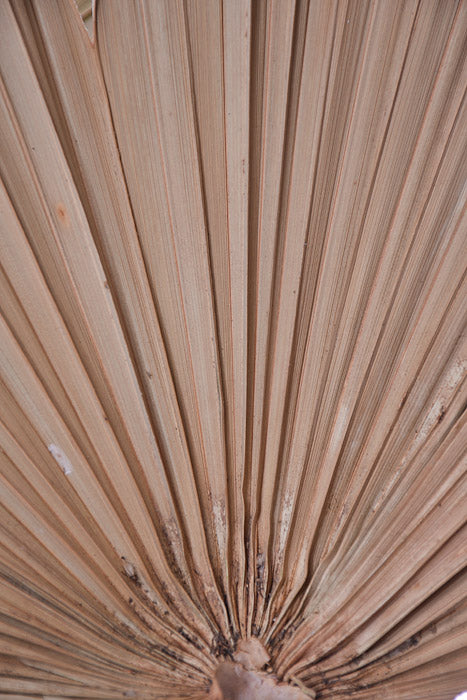 24.75" Dried Palm Leaf Natural Pkg/5
