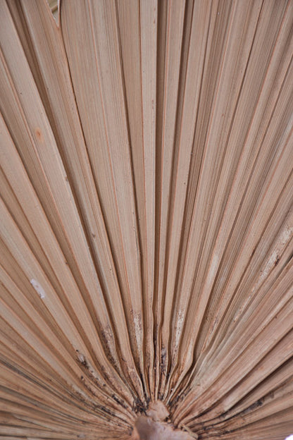 24.75" Dried Palm Leaf Natural Pkg/5