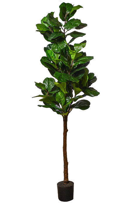 82" Fiddle Leaf Tree In Pot Green