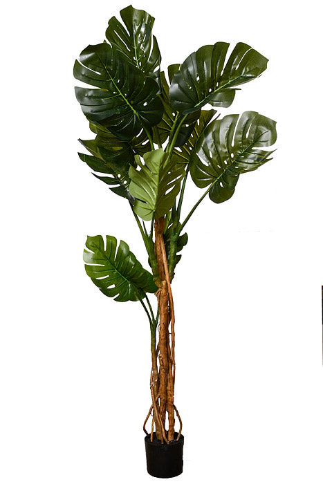 78" Monstera Leaf Tree In Pot Green